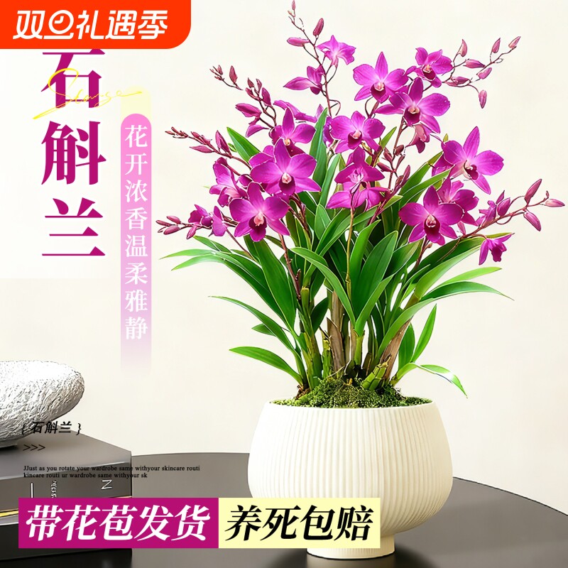 香水石斛兰盆栽带花苞四季好养绿植浓香型石斛室内桌面好养绿植物