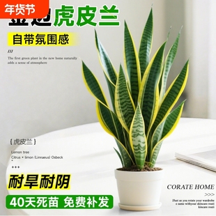 金边虎皮兰盆栽绿植多肉易活好养植物办公室内花卉大全客厅虎尾兰