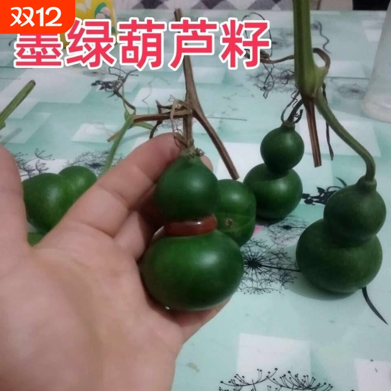 超小翠玉葫芦种子翡翠墨绿籽器新品平底稳坐墨绿葫芦种子紫皮新鲜
