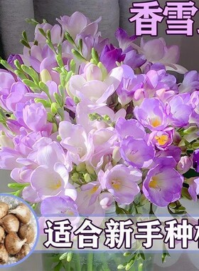 重瓣香雪兰盆栽庭院阳台耐热耐寒