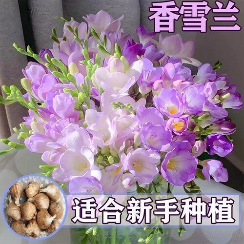 重瓣香雪兰盆栽庭院阳台耐热耐寒