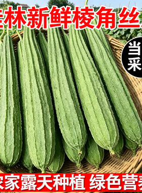广西新鲜丝瓜棱角丝瓜八角瓜带棱丝瓜味甜大肉丝瓜农家自种蔬菜