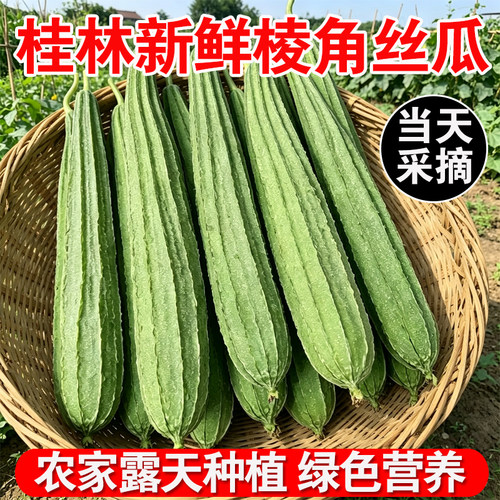广西新鲜丝瓜棱角八角瓜带棱味甜大肉农家自种蔬菜白玉桂林