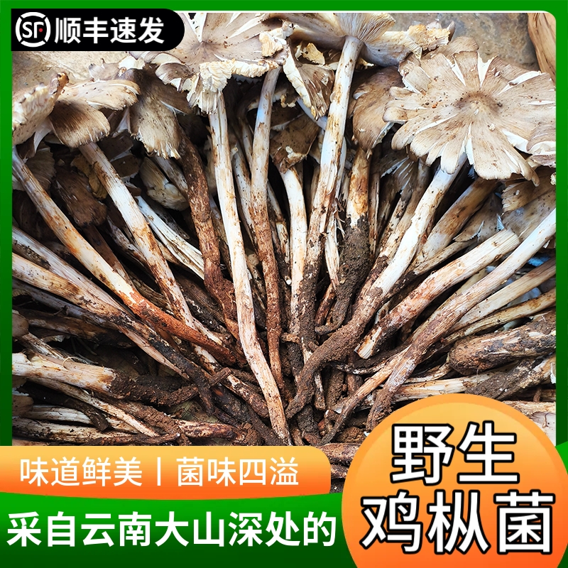 增城荔枝菌半开野生新鲜鸡枞菌夏至菌伞把菇六月菌白蚁菌