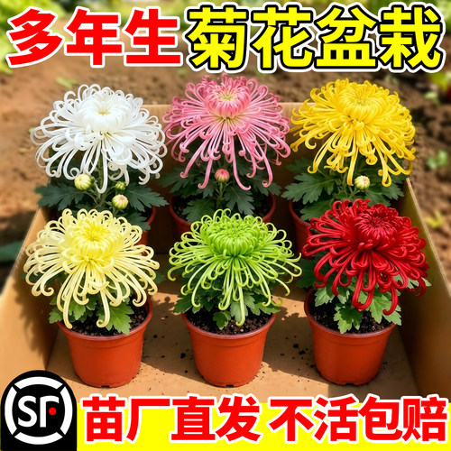 菊花盆栽带花苞苗四季室内外庭院阳台耐寒易活开花好养大花卉植物