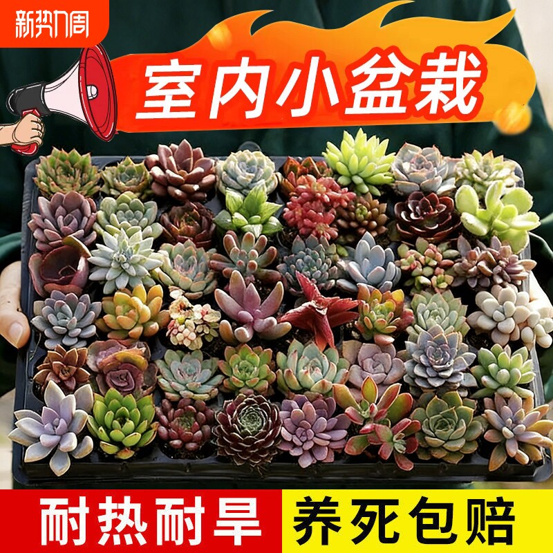 多肉植物室内小盆栽大颗好养绿植物花卉有贵货室内外客厅品种