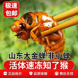 新鲜知了猴野生鲜活金蝉爬叉知了蝉现货美食山东特产批发自由食材