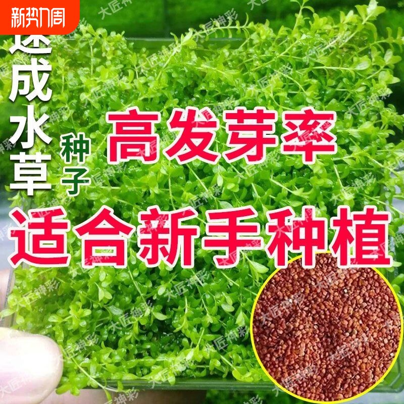 水草种子草微生态增氧造景水草泥四季鱼缸小型对叶水生淡水底部