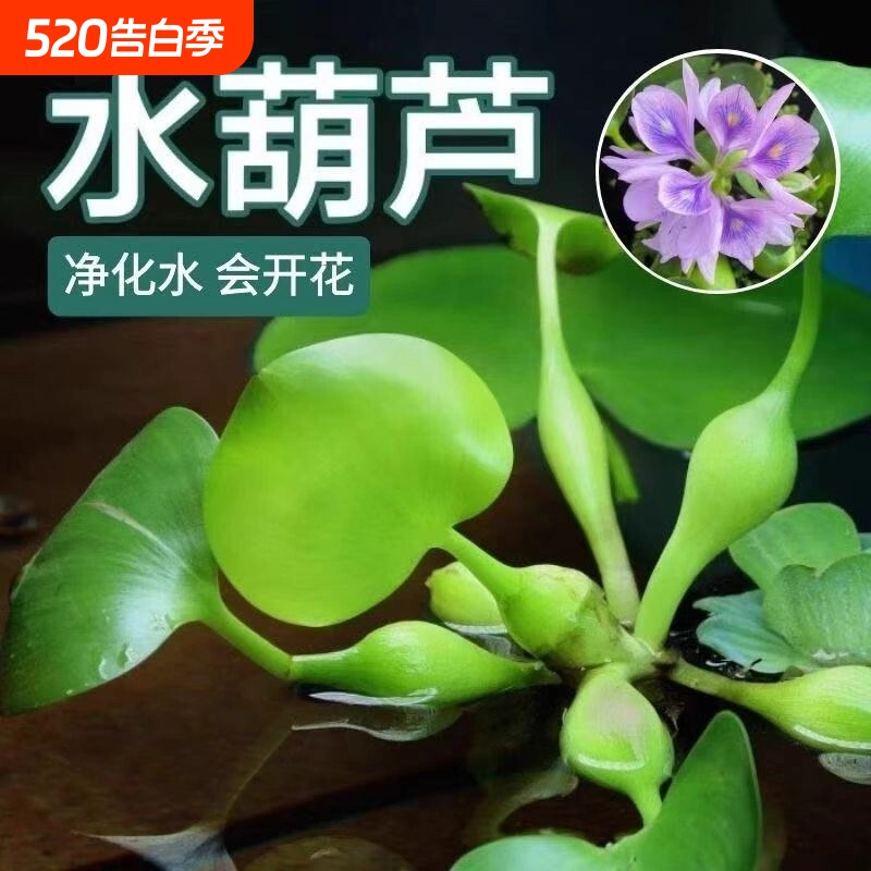 水芙蓉鱼缸造景摆件装饰水葫芦养鱼水草植物浮萍兔耳萍生态鱼缸