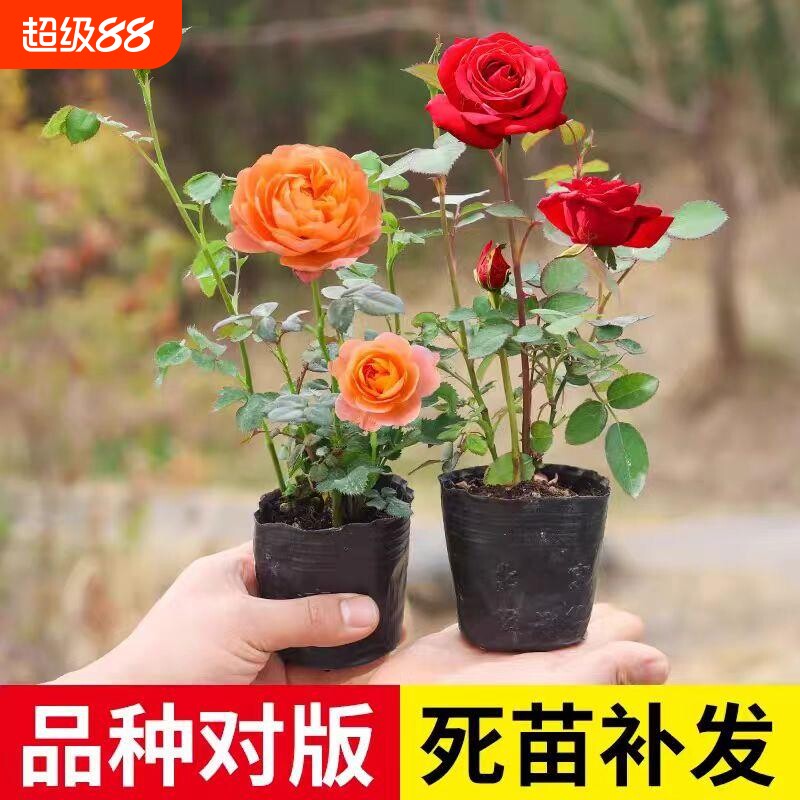 月季花苗机器开花卉盆栽庭院玫瑰蔷薇果汁扦插阳台仙子灌木品种