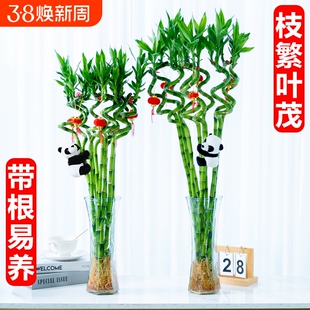 转运竹水养带根富贵竹植物客厅室内文昌竹龙竹观音竹盆栽水培绿植