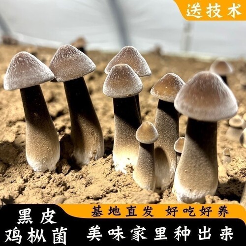 黑皮枞菌菌种植阳台室内蘑菇盆景花盆菌包菜地山地四季耐寒易爆盆