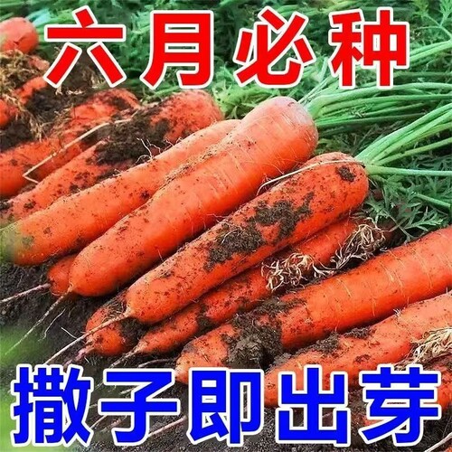 红胡萝卜种子高产九寸三