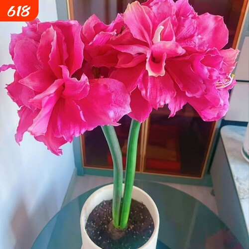 朱顶红当年开花左右视觉冲击大花盆栽阳台大花重瓣