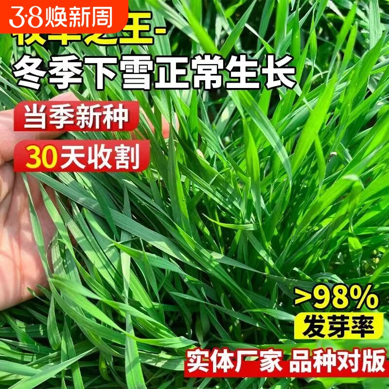 黑麦草种籽子种四季多年生耐寒牧草种籽畜牧养殖鸡鸭牛羊鱼草种子