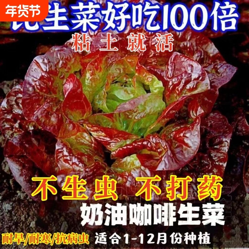 奶油咖啡生菜种子紫叶生菜种子球生菜西生菜四季庭院蔬菜种子大全,鲜花速递/花卉仿真/绿植园艺,其它园艺用品,淘宝优惠券,粉丝福利购,淘宝优惠卷