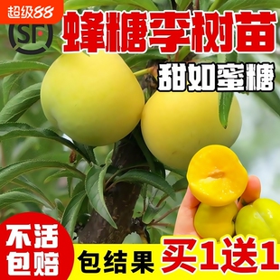 蜂糖李子树苗嫁接晚熟脱骨青脆红三华李果树苗种植黄金西梅水晶