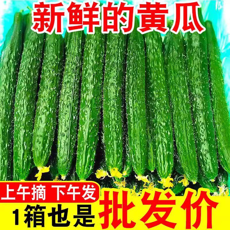 新鲜带刺黄瓜当季现摘5斤新鲜黄瓜农家自种蔬菜优质老品种长黄瓜