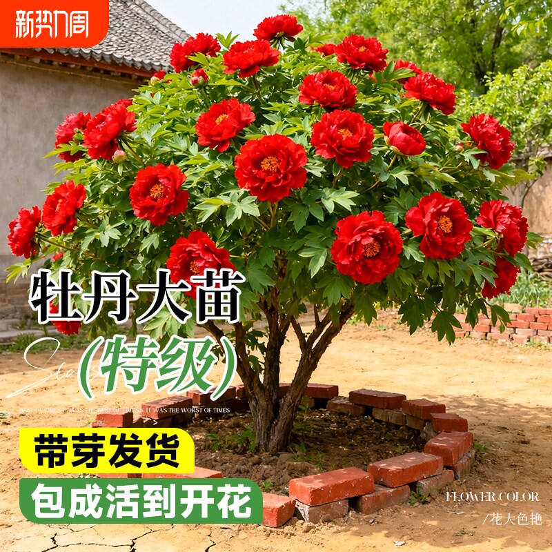 牡丹花苗盆栽特大苗正宗洛阳菏泽四季花卉牡丹花树苗阳台庭院耐阴
