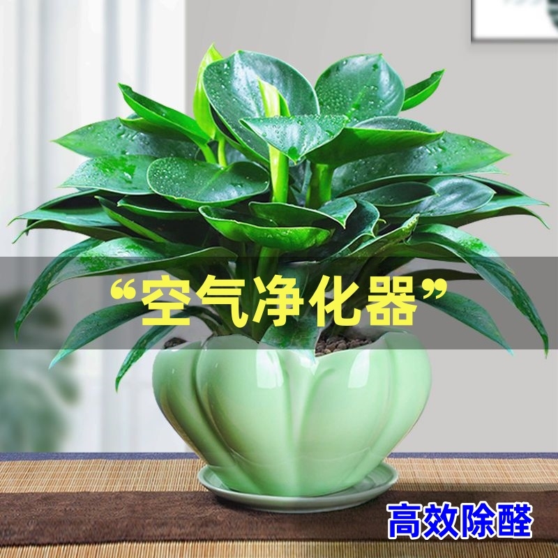 金钻盆栽绿植绿萝箩水培植物室内花卉办公室客厅好养阳台甲醛铂金