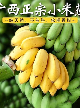 芭蕉小米蕉新鲜小香蕉甜焦孕妇儿童水果辅食营养美味优选自然熟