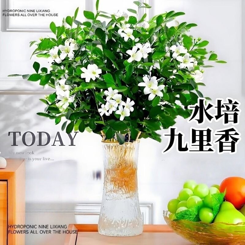 九里香盆栽水培植物驱蚊竹室内浓香茉莉花卉带花苞栀子花好养绿植