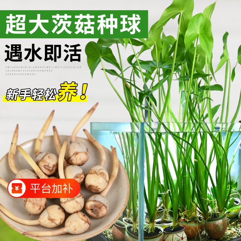茨菇种球慈姑苗水草水培茨菰阳台净化水质鱼缸造景水生植物燕尾草