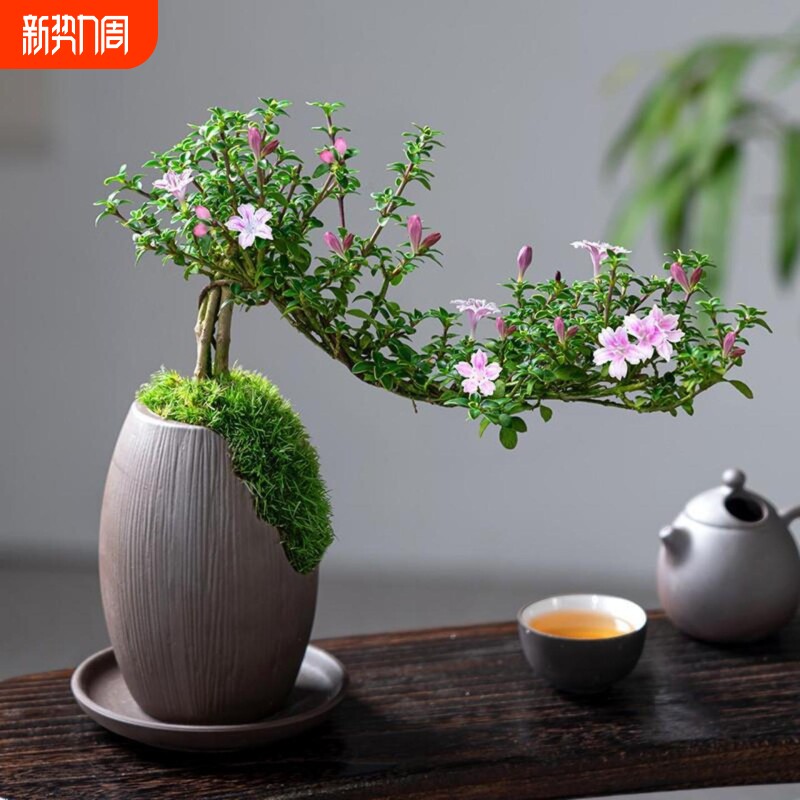 红花六月雪盆景悬崖老桩重瓣花卉植物室内绿植好养活的花盆栽桌面