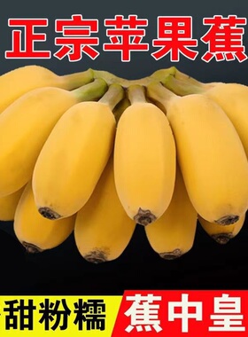 广西苹果蕉 青皮蕉当季芭蕉现摘新鲜水果整箱自行催熟后食用