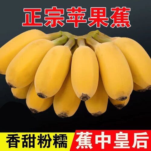 广西苹果蕉 青皮蕉当季芭蕉现摘新鲜水果整箱自行催熟后食用