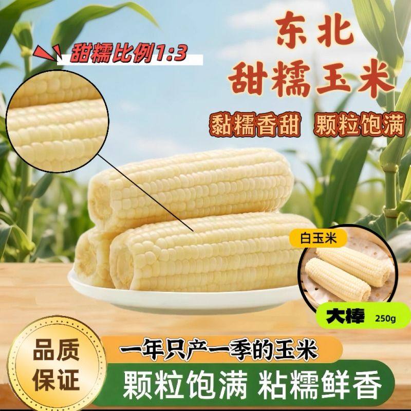 东北白糯玉米甜糯款黏糯鲜香粗粮代餐健康宿舍加热即食玉米黑土地