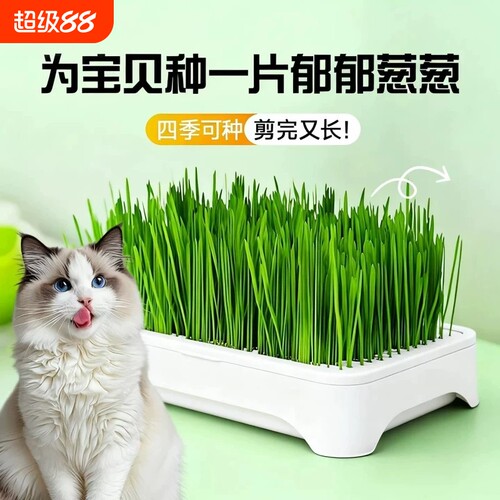 【热销推荐】懒人猫草种植化毛
