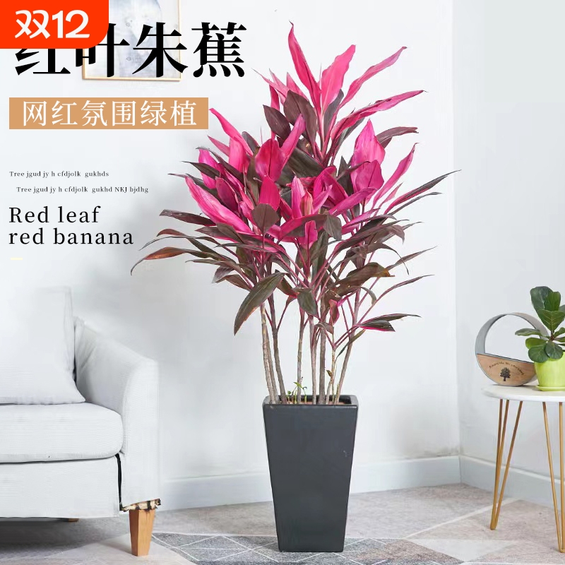 红叶朱蕉盆栽室内客厅净化空气观叶盆景花卉水培植物红铁叶铁绿植