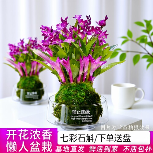 七彩香水石斛兰花苗冬带花四季好养净化空气室内客厅水培盆栽花卉