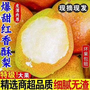 【脆甜】正宗红香酥梨现摘青红皮香梨新鲜水果当季应季整箱薄皮