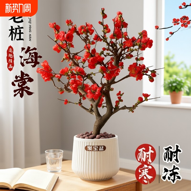 垂丝海棠花盆栽老桩盆景四季开花卉植物室内带花苞重瓣长寿冠树苗