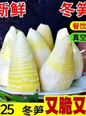新鲜冬笋现挖水煮笋清水笋尖竹笋新鲜500g袋装完整一个笋