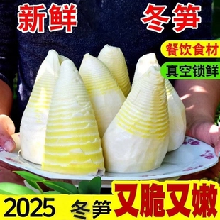新鲜冬笋现挖水煮笋清水笋尖竹笋新鲜500g袋装完整一个笋