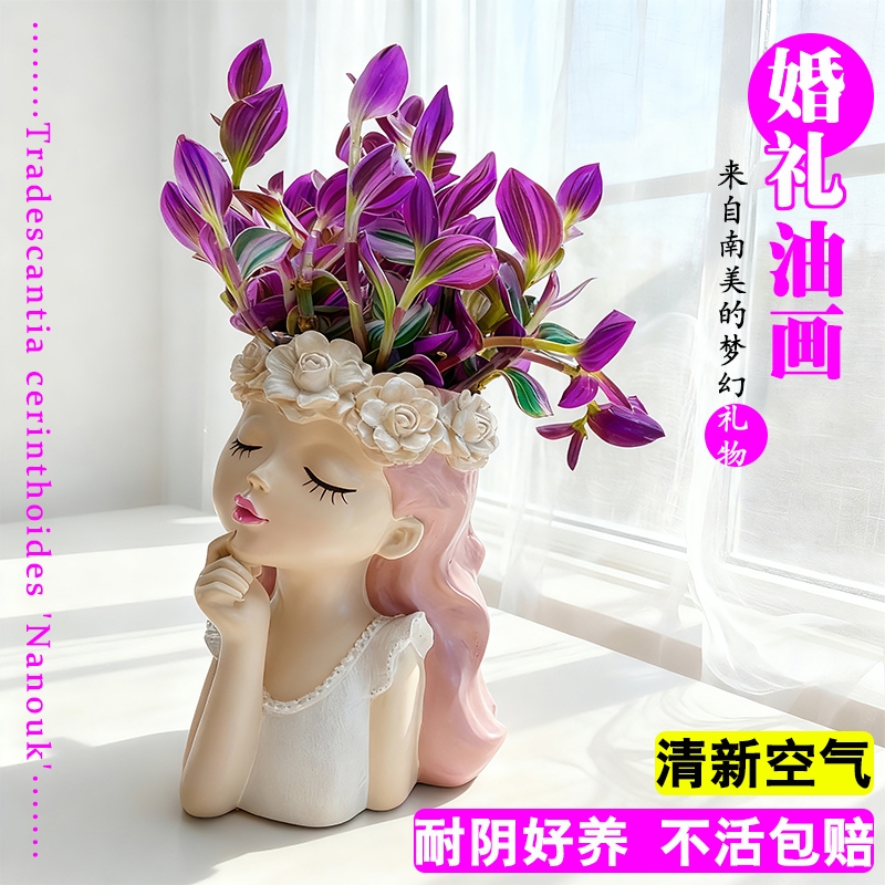 南美吊兰新品进口婚礼油画三色观叶水培室内好养绿植净化空气盆栽