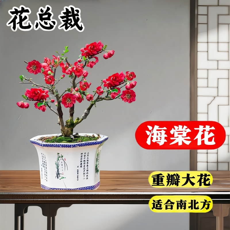 海棠花重瓣老桩好养30天养死包赔