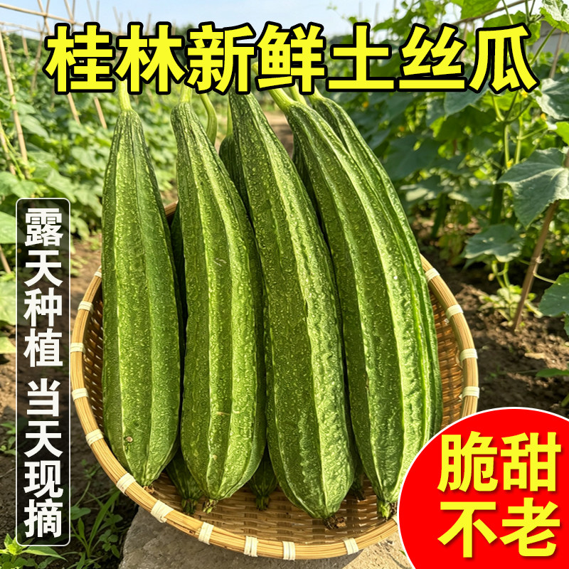 新鲜棱角丝瓜八棱瓜广西桂林现摘大肉菱角水丝瓜清甜农家新鲜蔬菜