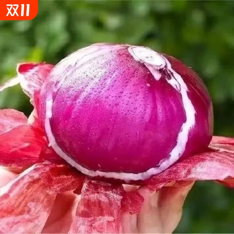 现挖洋葱新鲜紫洋葱原产地不辣现挖红皮圆葱脆嫩多汁