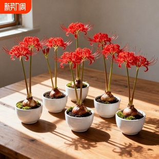 彼岸花多年生曼珠沙华四季 开花石蒜阳台盆栽绿植花卉好养易户外