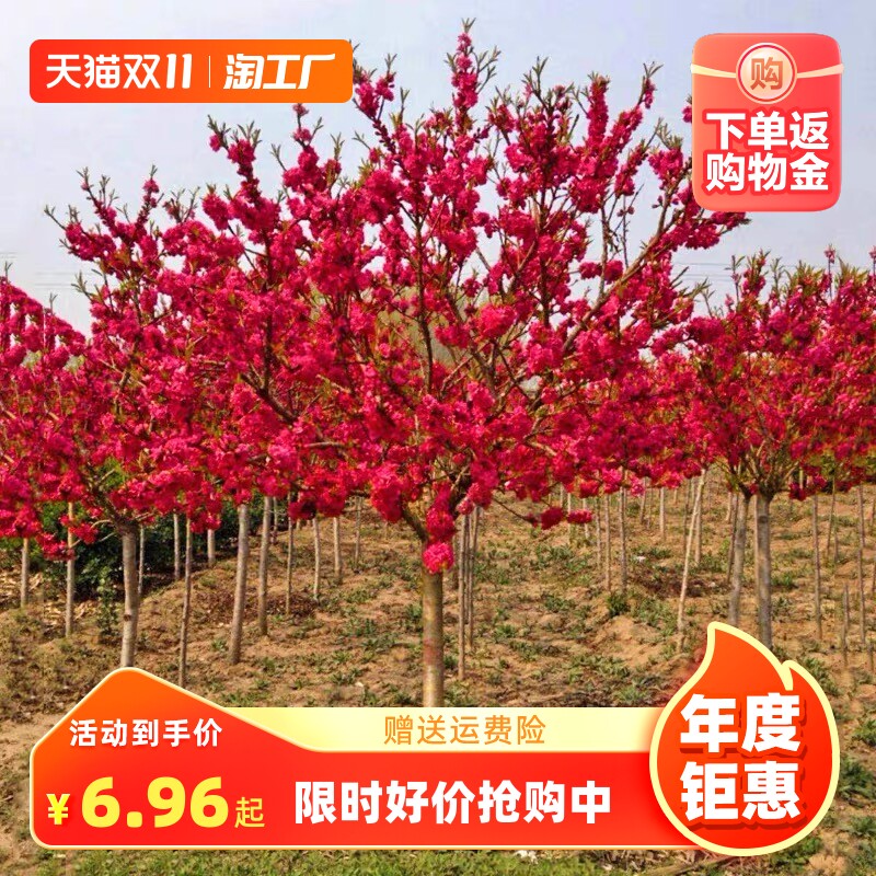 梅花树苗庭院盆栽室外耐寒冬梅红梅腊梅地栽盆景四季花卉植物客厅高性价比高么？