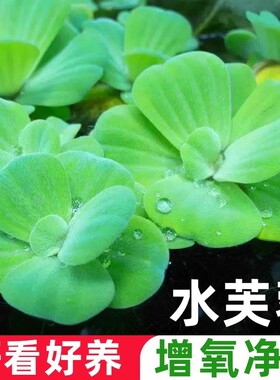 水芙蓉浮萍水草鱼缸造景装饰养鱼养龟植物漂浮真水草净化水质增氧