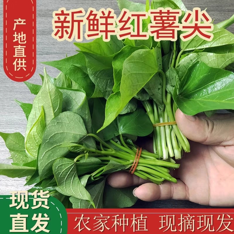 红薯叶红薯尖红苕尖地瓜叶食用番薯叶嫩芽新鲜叶菜芽苗菜洋薯叶尖