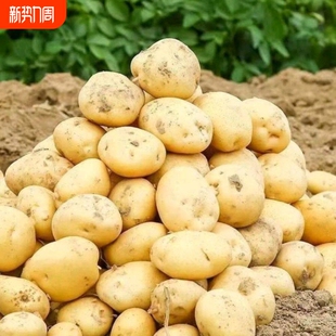 新鲜马铃薯洋芋沙面整箱 2026年贵州毕节豆当季 黄皮黄心