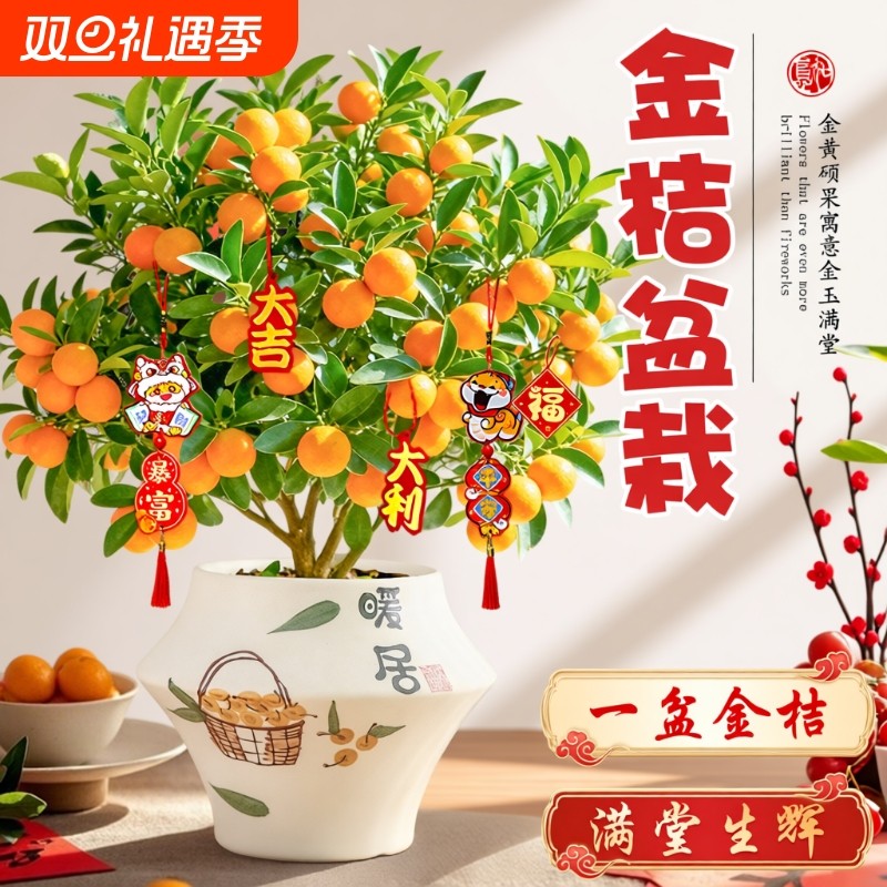 金桔树盆栽年宵花卉盆景四季金桔可食用带果桔子树苗室内客厅绿植