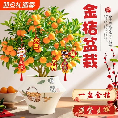 金桔树盆栽年宵花卉盆景