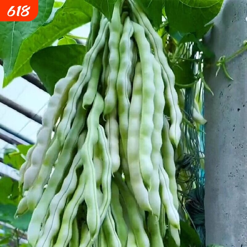 摘不败精品架豆王种子无筋四季豆种子高产早熟四季豆角种籽子